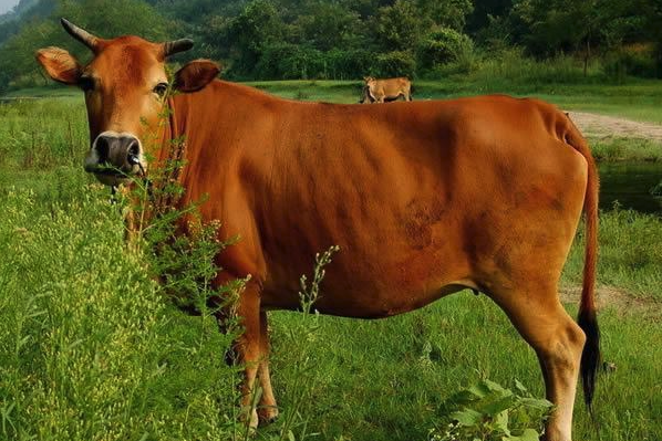 牛肚子胀大是什么原因引起的，如何治疗？