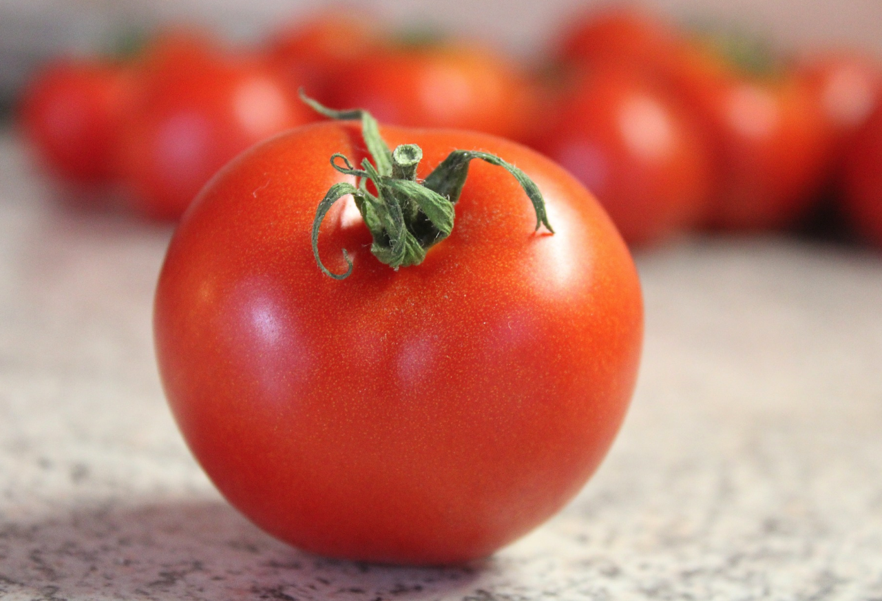西红柿怎么培养壮苗，有哪些办法？ —【发财农业网】