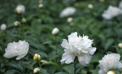 <strong>白芍可以做中药吗，有哪些药用价值？</strong>