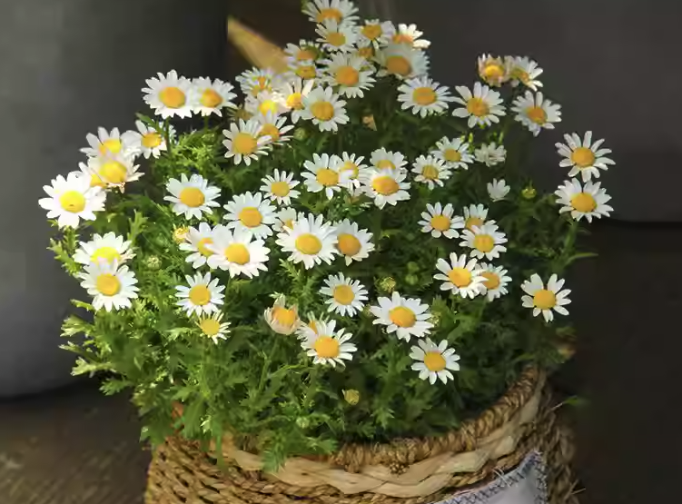 雏菊的花期是什么时候,可以多次移栽吗?