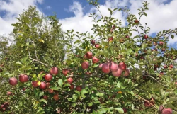 <b>苹果园需要防鸟网吗，哪些鸟类会吃苹果?</b>
