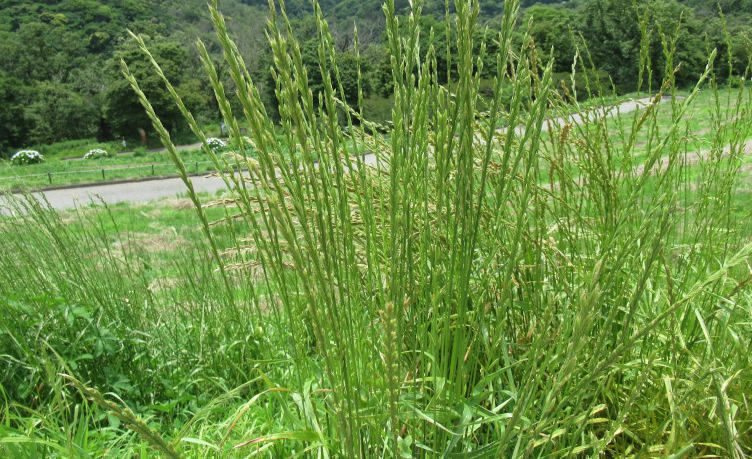 什么植物易出现在沼泽地，有什么特点?