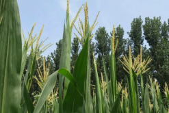 <strong>玉米种植为什么要抽雄穗，有哪些作用?</strong>