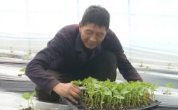 <strong>大棚种植蔬菜育苗盘的作用有哪些?</strong>