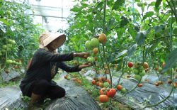 <strong>种植番茄对于大棚有哪些要求?</strong>