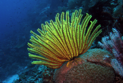 <strong>海百合有哪些形态特征，分布在哪些地区？</strong>