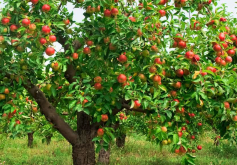 <b>苹果树流树脂是什么原因？</b>