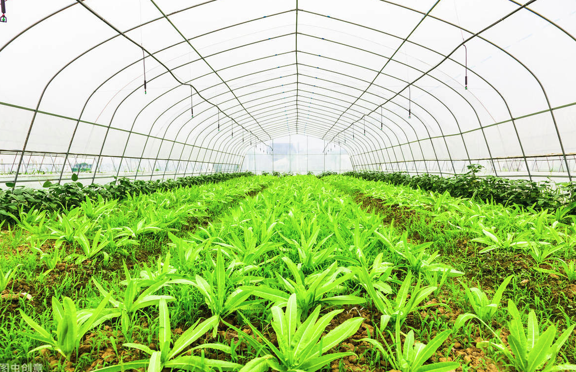 小米椒在大棚种植好还是露地种植好?