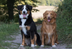 <strong>狗感染狂犬病的表现有哪些?</strong>