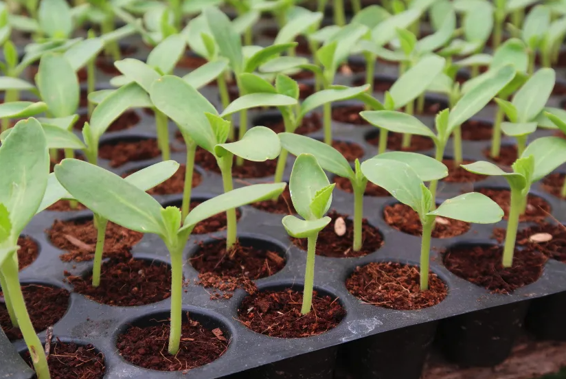 茄子种子在催芽车间温度如何控制?