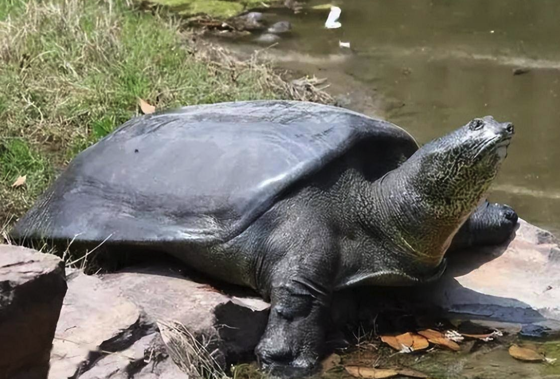 斑鳖有珍贵？目前这一物种还能继续存在下去吗？