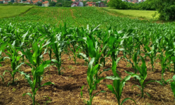 <strong>玉米在干旱地区可以种植吗，需水量有哪些要求？</strong>