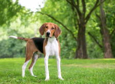 <strong>狂犬病是如何引起的？哪些动物可能携带狂犬病毒？</strong>
