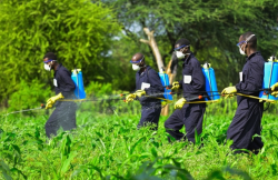 敌百虫对果树杀虫效果如何，有哪些副作用?