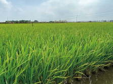 <b>哪些水稻可以在极端环境下生长？</b>