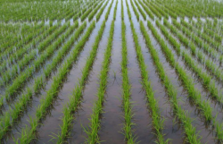 水稻的种植密度如何控制，需要注意什么?
