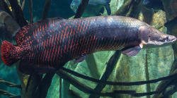 巨骨舌鱼分布在哪些地区，有哪些饮食习性?