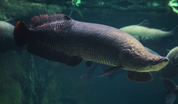 巨骨舌鱼有哪些生活习性，如何养殖?