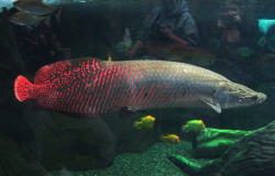 巨骨舌鱼有哪些形态特征，有哪些价值?