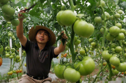 番茄大棚如何控制温度，提高成长速度?