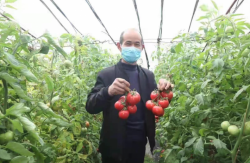 <strong>番茄种植在大棚和露地有哪些区别?</strong>