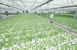 <strong>大棚菜苗的菜苗锻炼有哪些方式，有什么好处?</strong>