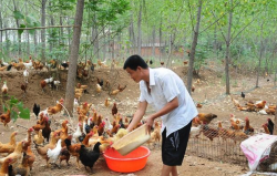 <strong>动物性脂肪可以加入鸡饲料吗，有哪些特点?</strong>