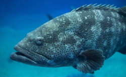 石斑鱼的寿命一般多久，能长多大?