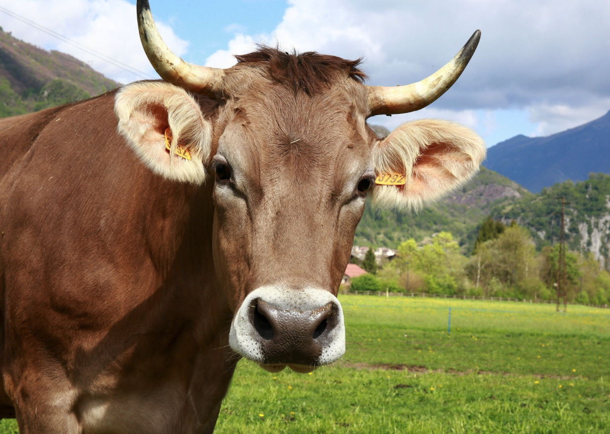 牛真的对红色敏感吗？