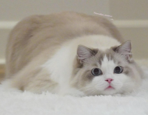 <strong>布偶猫是如何培育出来的？布偶猫饲养须知</strong>