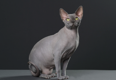 <strong>无毛猫是人工培育的吗？无毛猫有哪些生理上的特征？</strong>