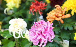 <strong>菊花的枝插方法有哪些，有什么注意事项？</strong>