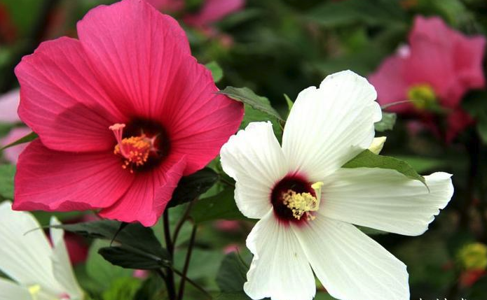 芙蓉葵如何培育种子,有哪些注意事项?