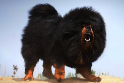 <strong>藏獒有哪些形态特征，主要分布在哪些地区？</strong>