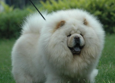 <strong>松狮有哪些体貌特征，如何饲养？</strong>
