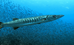 <strong>海狼有哪些形态特征，主要分布在哪些海域?</strong>