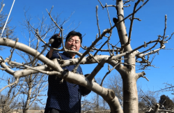 <strong>苹果树如何进行修剪，有哪些技巧和方法？</strong>