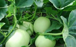 <strong>甜瓜种植用沙土和普通土壤有什么区别？</strong>