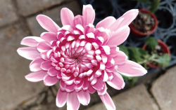 <strong>菊花形成花蕾后还可以继续施氮肥吗，有哪些注意事项？</strong>