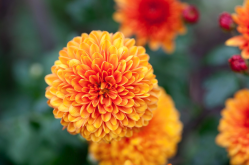 <strong>菊花生长每个阶段的需水量怎么样，应该如何控制？</strong>