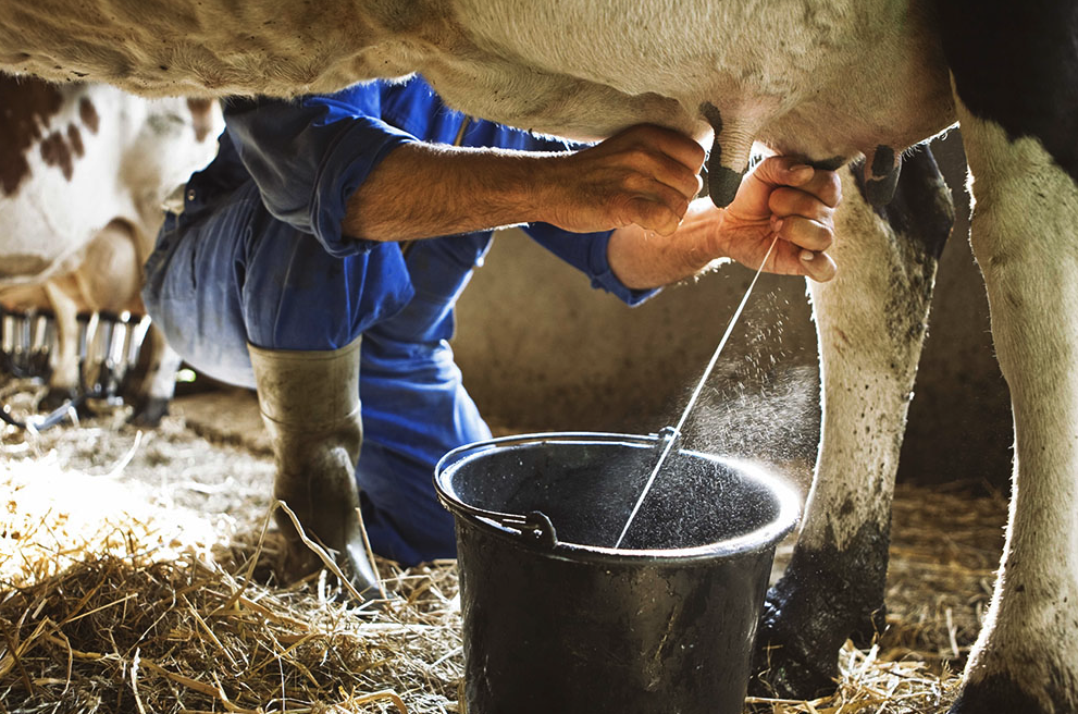 成年奶牛一天消耗的食物和水有多少，如何合理搭配饲料？