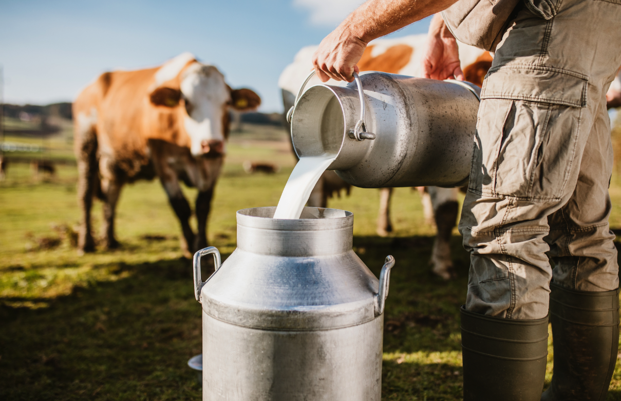 成年奶牛一天消耗的食物和水有多少，如何合理搭配饲料？