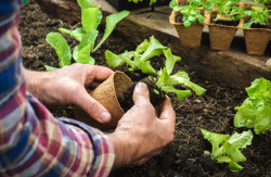 生菜营养钵育苗的土壤应该和肥料如何搭配?