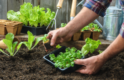 生菜如何进行苗床育苗，对土壤有哪些要求？