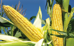 <b>玉米在干旱情况下对自由基会产生哪些影响?</b>