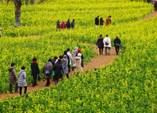 <strong>油菜在种植过程中如何进行光温调节?</strong>