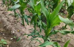 干旱情况下对于玉米氮代谢的功能有哪些影响?