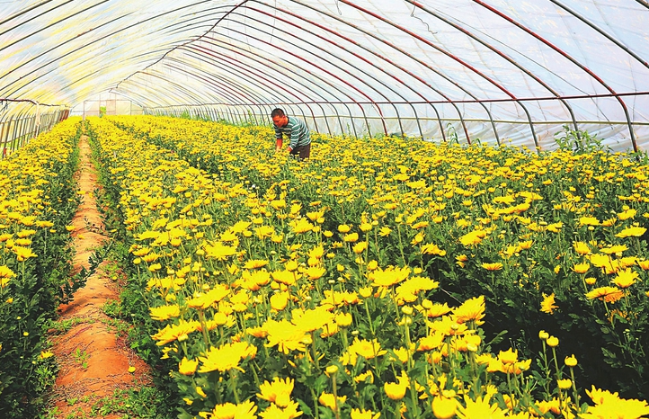 菊花如何使用砧木培养，有哪些培养方法?