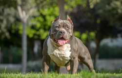<strong>比特犬的有哪些经济价值，如何进行饲养?</strong>