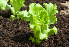 生菜种植如何提高土壤肥力，保证高效生长？